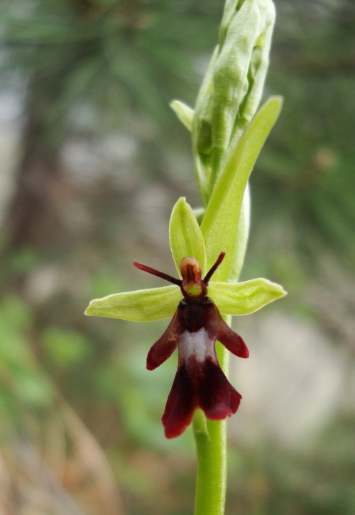 Ophrys insectifera